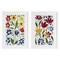 Stupell Industries Scandinavian Wild Flowers 2pc Framed Print Under Glass Set, design by Annabelle Hall